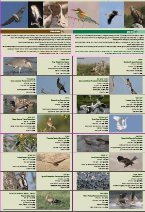 Winter birds in The north